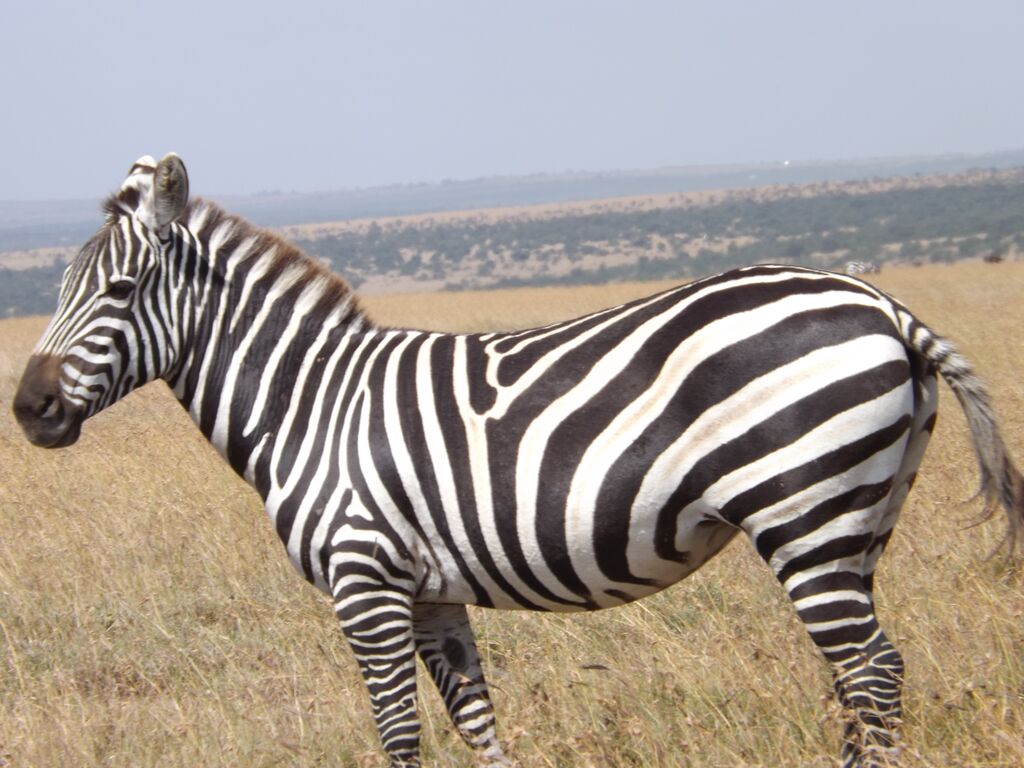 87b0a24c-adb8-4466-89ea-230aa48240a4