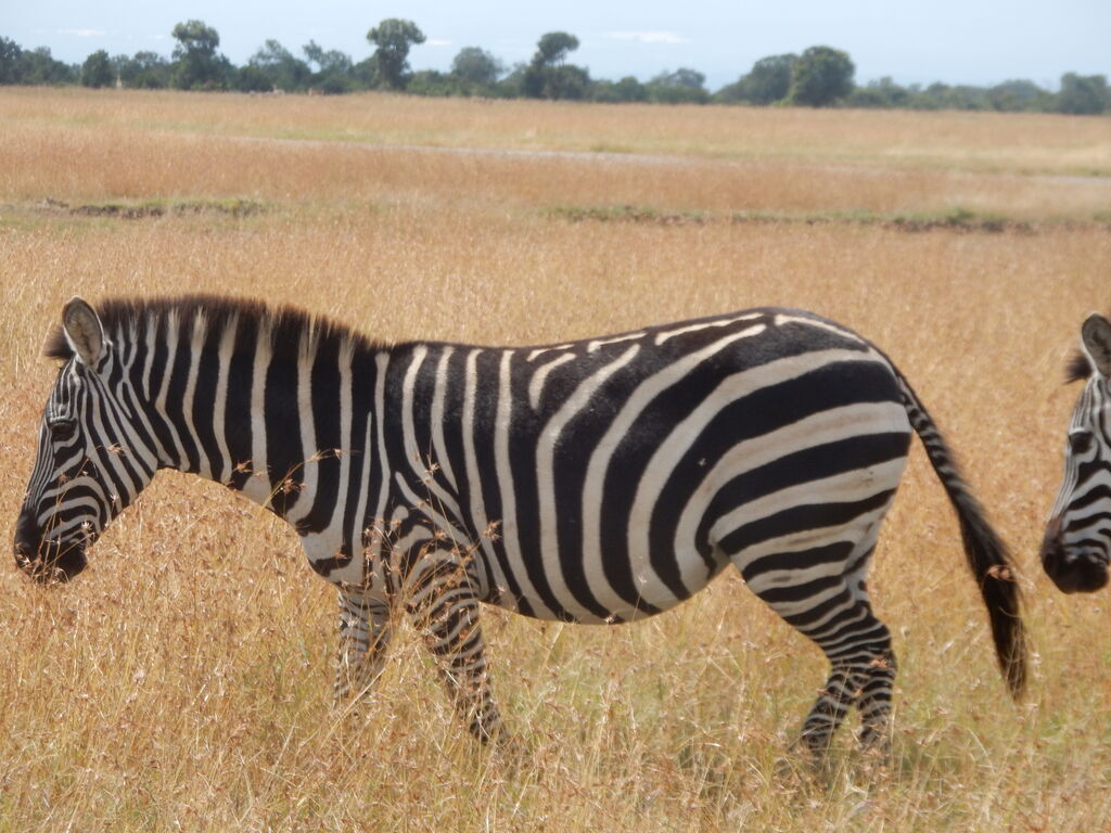 d1257c87-064e-4405-acb0-f0f5106e4ab4