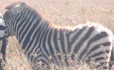 3faf5183-b770-40a0-b00b-d33ff6d850cb