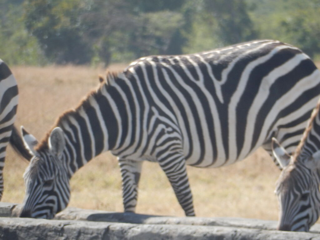 11ed86fa-6686-4f38-8ae4-3b0df0a56277