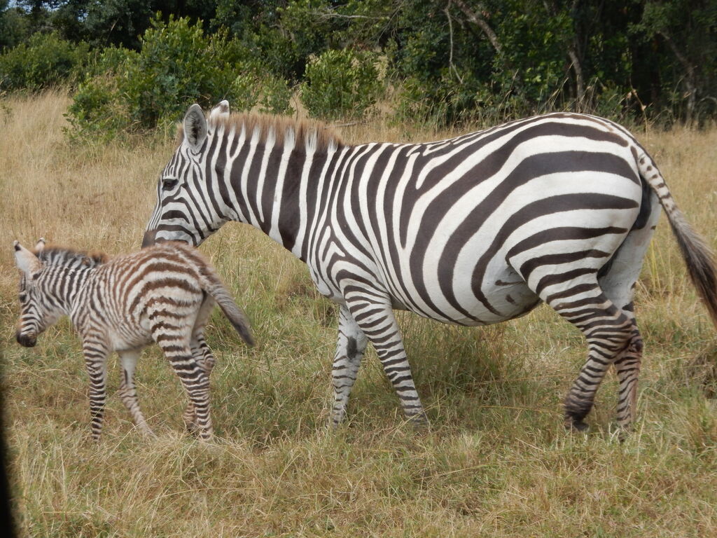 3faf5183-b770-40a0-b00b-d33ff6d850cb