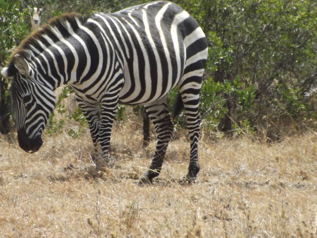 d1257c87-064e-4405-acb0-f0f5106e4ab4