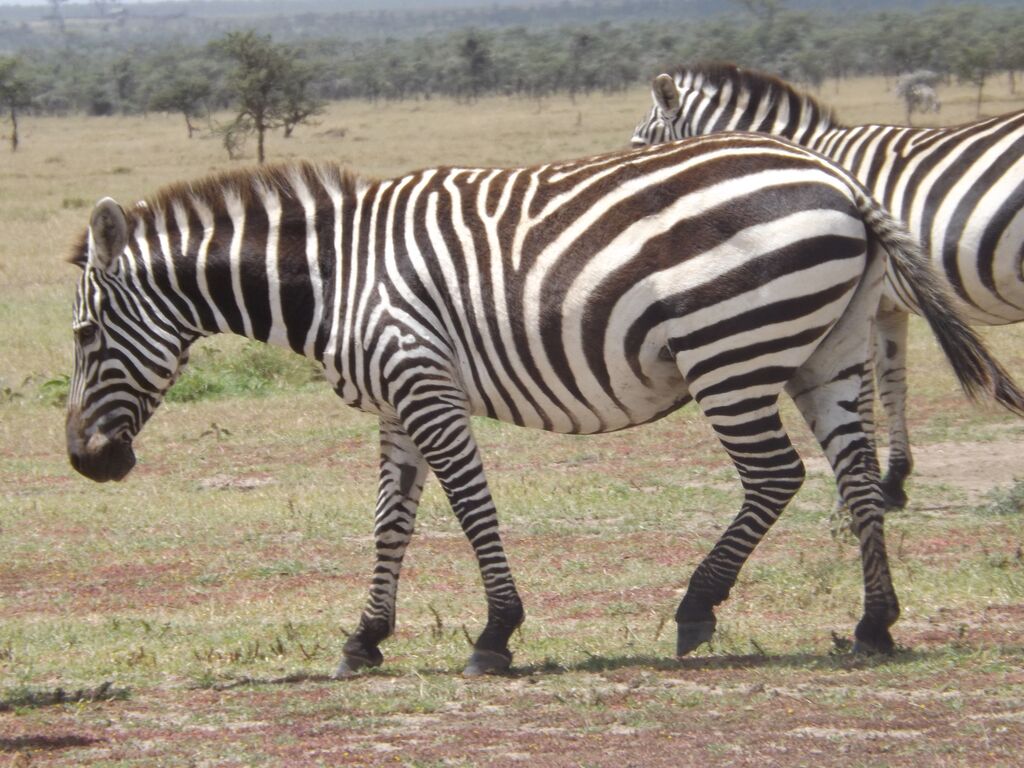 11ed86fa-6686-4f38-8ae4-3b0df0a56277