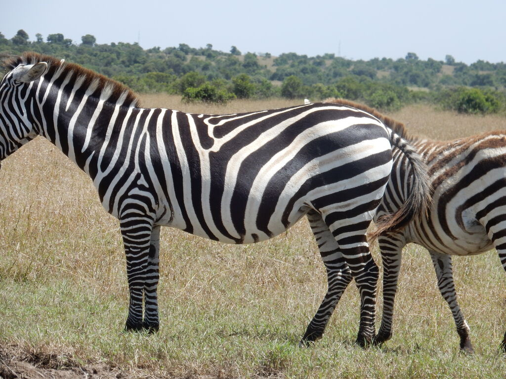 87b0a24c-adb8-4466-89ea-230aa48240a4